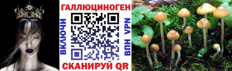 omg вход  Суджа  Псилоцибиновые грибы Cubensis 